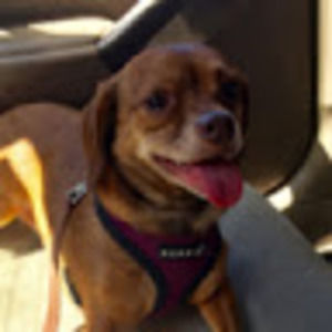 Meet your Posher, Ava